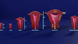 uterus stages  cut section animated labelled 3D model