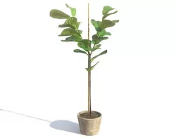 Violin Fig 3D model