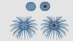 Virus 3D model