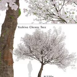 Yoshino Cherry or Prunus yedoensis Tree - 1 Tree 3D model