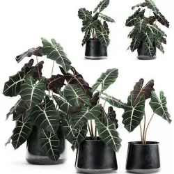 Alokazia amazonian in a pot for the interior 880 3D model