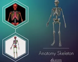 Anatomy Skeleton 3D Model Low-poly 3D model