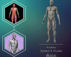 Anatomy Skeleton and Muscles 3D Model Low-poly 3D model