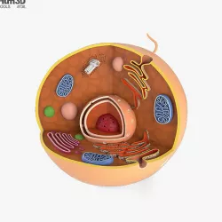 Animal Cell 3D model