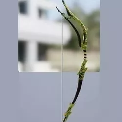Asymetric Bow Low-poly 3D model