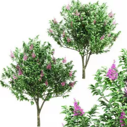 Banaba is young -2 models 3D model