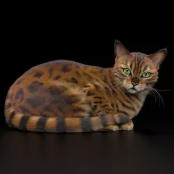 BENGAL CAT 3D model