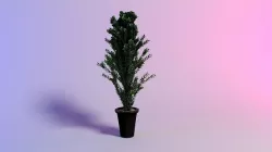 Betulla pendula henkel 3D model
