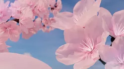 Cherry Tree 3D model
