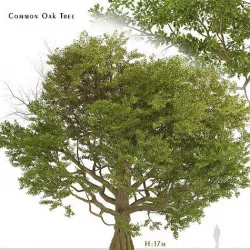 Common Oak or Quercus robur Tree  - 1 Tree 3D Model 3D model