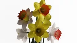 Daffodils 3D model