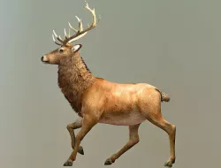 Deer  Low-poly 3D model