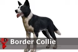 Dog - Border Collie Low-poly 3D model