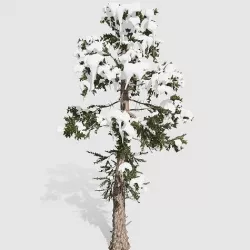 Douglas Fir tree collection 9 trees Models in the scene Low-poly 3D model