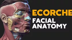 Ecorche Facial anatomy 3D model