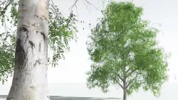 EVERYPlant Silver Birch 01 --20 Models-- 3D model