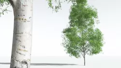 EVERYPlant Silver Birch 02 --20 Models-- 3D model