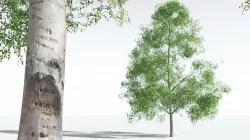 EVERYPlant Silver Birch 03 --20 Models-- 3D model
