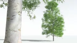 EVERYPlant Silver Birch 04 --20 Models-- 3D model