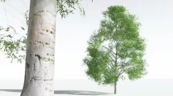 EVERYPlant Silver Birch 05 --20 Models-- 3D model