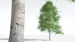 EVERYPlant Silver Birch 06 --20 Models-- 3D model