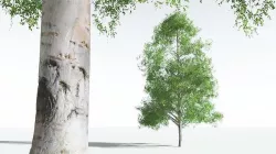 EVERYPlant Silver Birch 07 --20 Models-- 3D model