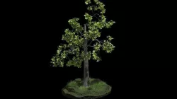 Fairy tree 3D model