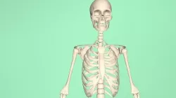 Female Skeleton 3D model