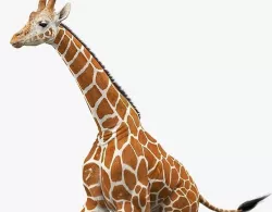 Giraffe Animated Low-poly 3D model