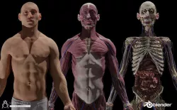 HD Male Complete Human 3D Anatomy Model Project PBR Low-poly 3D model