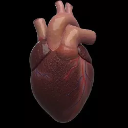 Heart realistic Low-poly 3D model