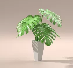 High-poly Monstera Plant 3D model