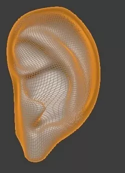 Human Ear 3D model