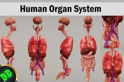 Human Organ System Low-poly 3D model