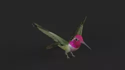 Hummingbird 3D model