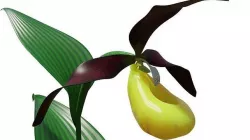 Ladys slipper orchid 3D model