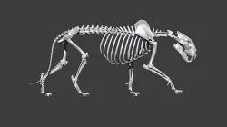 Lion skeleton 3D model