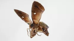 MOTH BUTTERFLY Low-poly 3D model