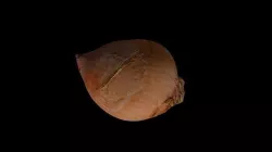 ONION - realistic Low-poly 3D model