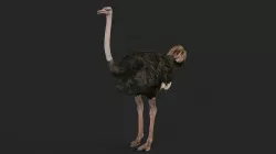 Ostrich 3D model
