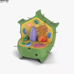 Plant Cell 3D model