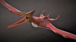 Pterodactyl Low-poly 3D model