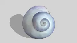 Purple seashell photoscan Janthina janthina Low-poly 3D model