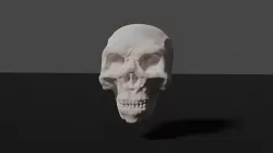 Realistic Human Skull 3D Model 3D model