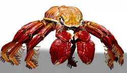 Red Crab ZTL ZBrush Sculpt 3D model