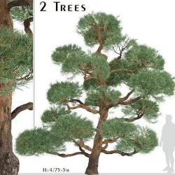 Set of Pinus Sylvestris or Waldkiefer Trees - 2 Trees 3D Model 3D model