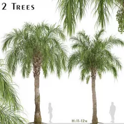 Set of Queen palm or Syagrus romanzoffiana Trees  - 2 Trees 3D model