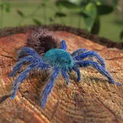 Tarantula Chromatopelma Low-poly 3D model