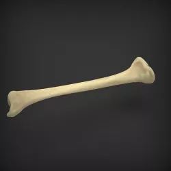 Tibia Low-poly 3D model