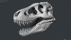 Tyrannosaurus Rex Skull Bones Sculpture 3D model